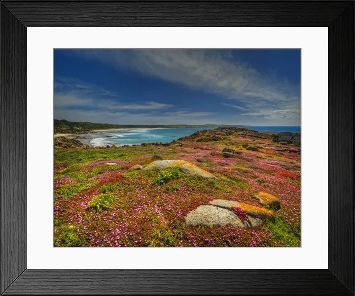 Framed Print : Spring Wildflower Blooms including coastal Pig-face, King Island, Bass Strait, Tasmania, Australia Framed Print : Spring Wildflower Blooms including coastal Pig-face, King Island, Bass Strait, Tasmania, Australia
