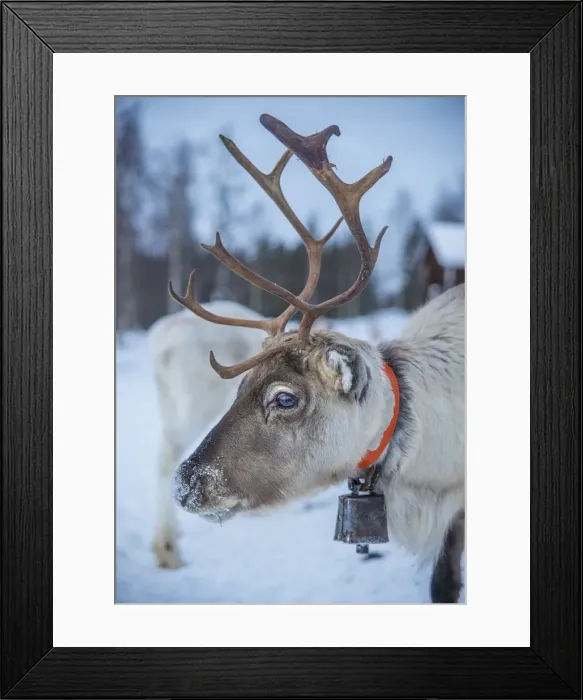 Framed Print : Domestic Reindeer, Lapland, Sweden Framed Print : Domestic Reindeer, Lapland, Sweden