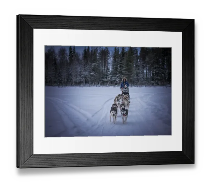 Framed Print : Siberian Huskies in a dog sled team, Lassbyn, Lapland, Sweden Framed Print : Siberian Huskies in a dog sled team, Lassbyn, Lapland, Sweden