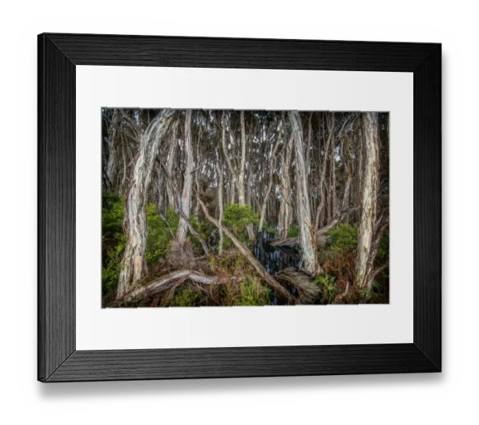 Framed Print : Melaleuca, swampland, King Island, Bass Strait, Tasmania, Australia Framed Print : Melaleuca, swampland, King Island, Bass Strait, Tasmania, Australia