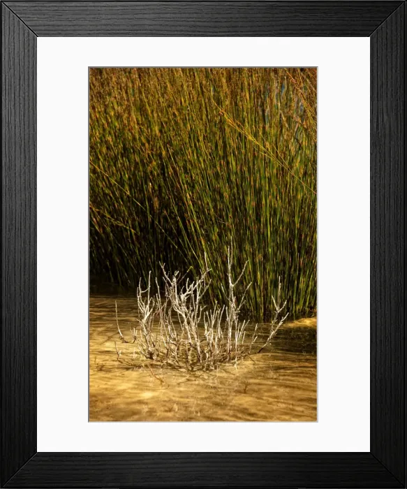 Framed Print : Reeds growing by a lake edge, King Island, Bass Strait, Tasmania, Australia