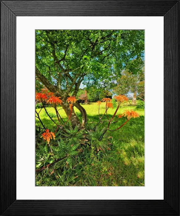 Framed Print : Remains of an old Farmhouse with the only part of the structure remaining being the brick chimney. King Island, Bass Strait, Tasmania, Australia