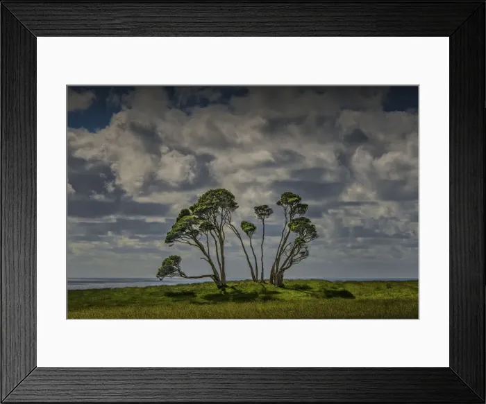 Framed Print : Melaleuca trees, so typical of the native foliage on King Island, Bass Strait, Tasmania, Australia Framed Print : Melaleuca trees, so typical of the native foliage on King Island, Bass Strait, Tasmania, Australia