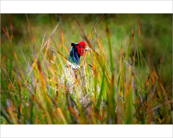 Ring necked Pheasant, King Island, Bass Strait, Tasmania, Australia