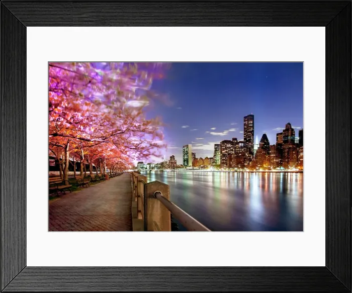 Framed Print : Cherry Blossom tress of Roosevelt Island