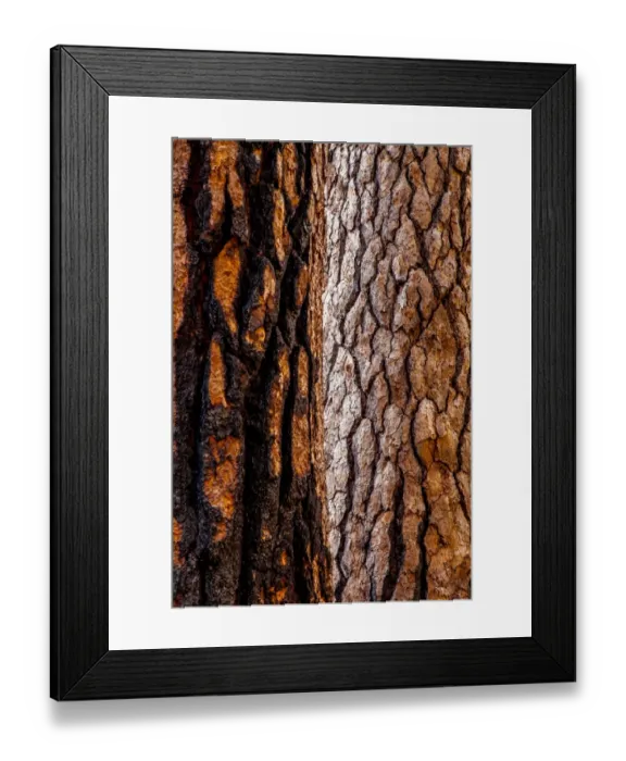 Framed Print : Two Trees in Yosemite