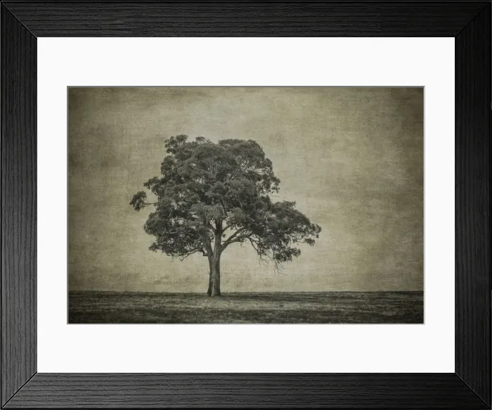 Framed Print : A tree in a paddock