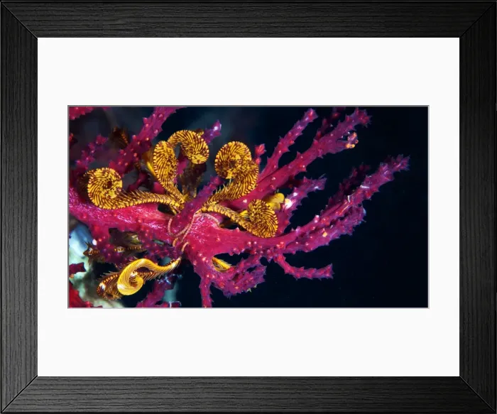 Framed Print : Sea lily - Crinoid Framed Print : Sea lily - Crinoid