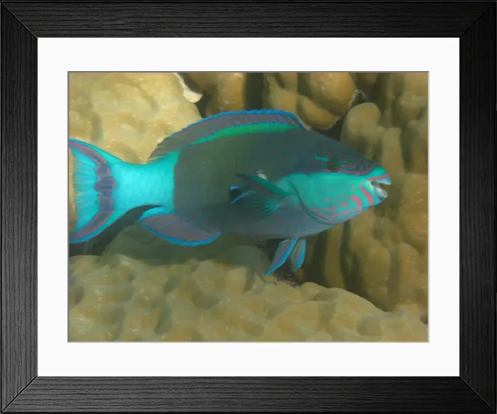 Framed Print : Parrot fish in Great Barrier Reef