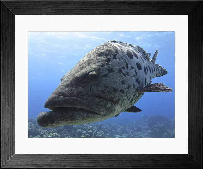 Framed Print : Potato Cod, Epinephelus tukula Framed Print : Potato Cod, Epinephelus tukula
