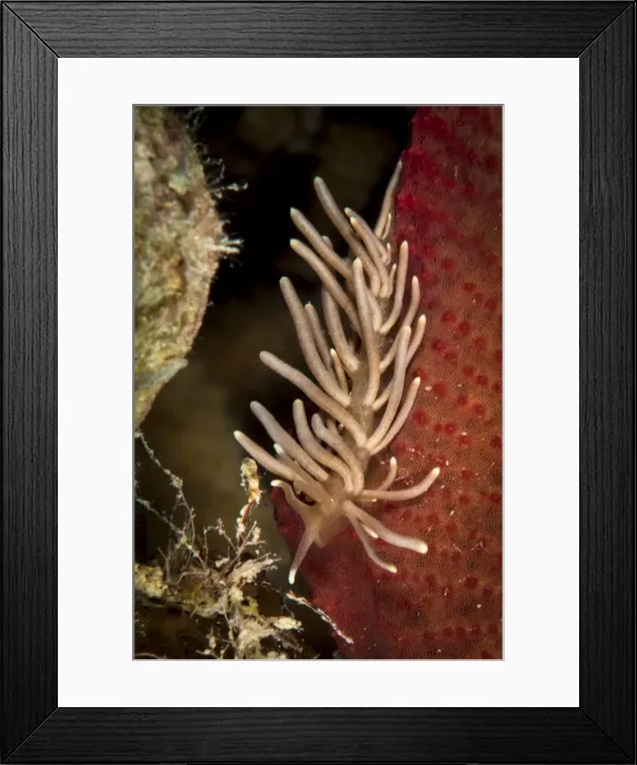 Framed Print : Phyllodesmium briareum Nudibranch Framed Print : Phyllodesmium briareum Nudibranch