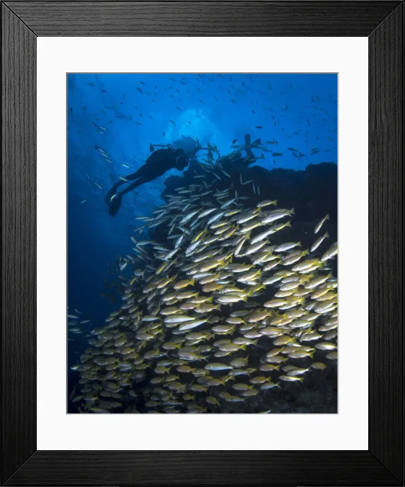 Framed Print : Diver on the Great Barrier Reef Framed Print : Diver on the Great Barrier Reef