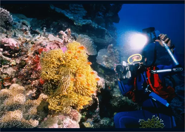 Clown Fish in Great Barrier Reef, Australia