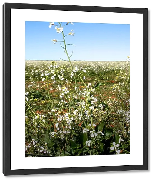 fields, flowers, crops, petals, Australia, wall art, photograph