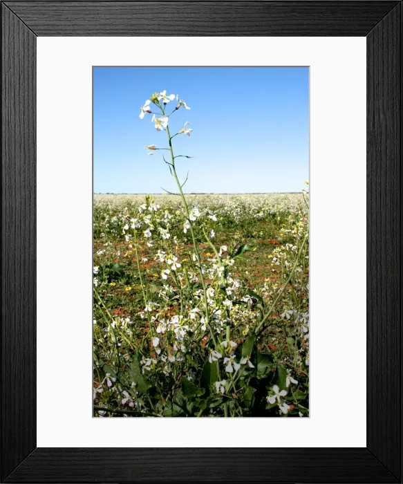 Framed Print : fields, flowers, crops, petals, Australia, wall art, photograph Framed Print : fields, flowers, crops, petals, Australia, wall art, photograph
