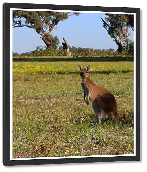 Kangaroos in their natural surroundings