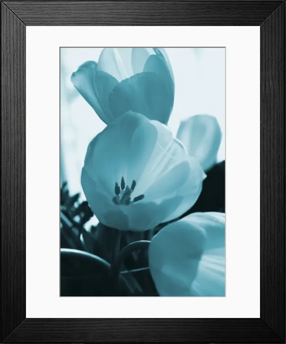 Framed Print : Blue Petals of a tulip