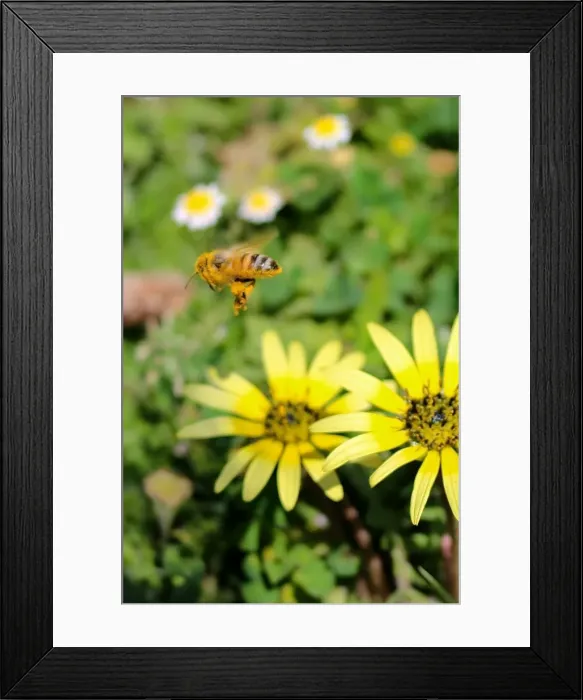 Framed Print : Bee collecting pollen in early spring Framed Print : Bee collecting pollen in early spring