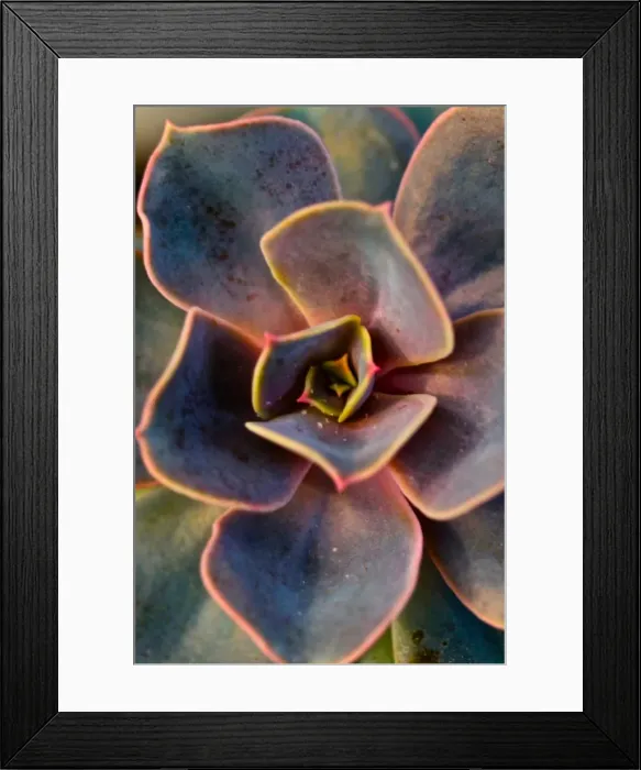 Framed Print : Cacti Close up