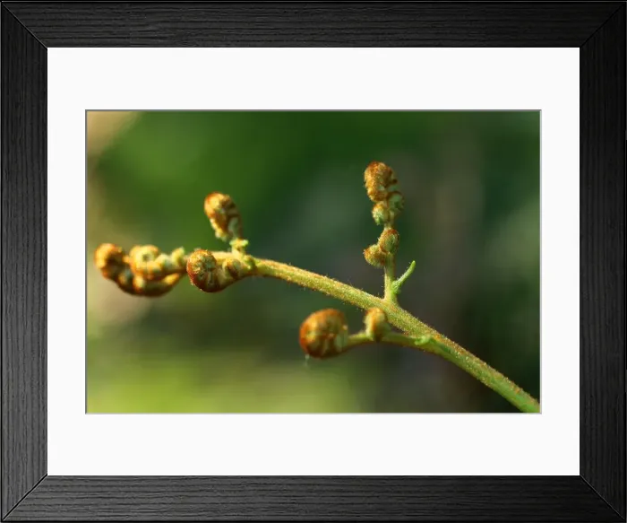 Framed Print : Fern Opening Framed Print : Fern Opening