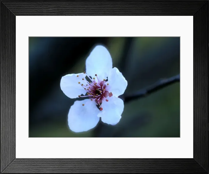 Framed Print : First sign of Spring