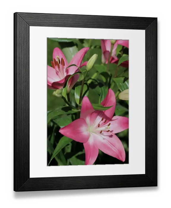 Framed Print : Lilium (members of which are true lilies) Framed Print : Lilium (members of which are true lilies)