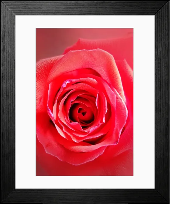 Framed Print : Red Rose