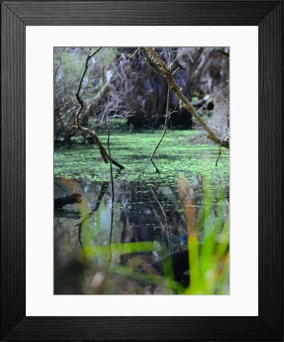 Framed Print : Swampy Scene Framed Print : Swampy Scene