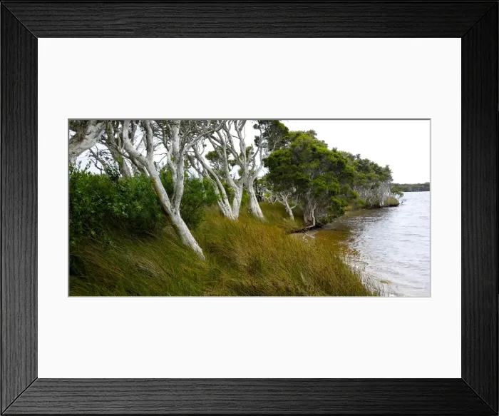 Framed Print : Walpole Trees Framed Print : Walpole Trees