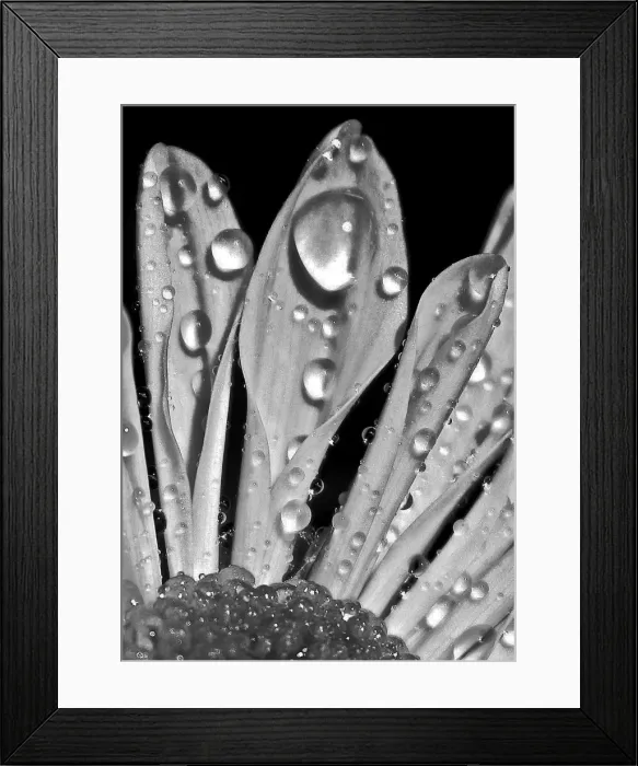 Framed Print : Black and white photograph of petals with water drops creating a graphic image Framed Print : Black and white photograph of petals with water drops creating a graphic image