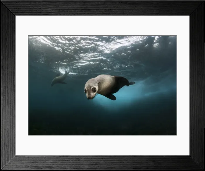 Framed Print : Australian fur seal pup at Montague Island Framed Print : Australian fur seal pup at Montague Island