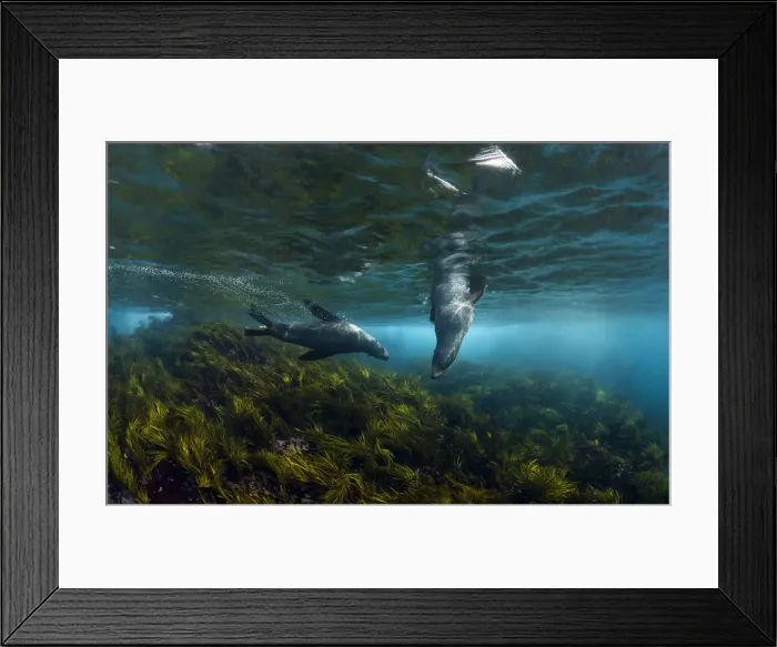 Framed Print : Australian fur seals in sea grass