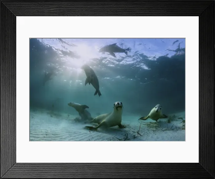 Framed Print : Australian Sea Lions Framed Print : Australian Sea Lions