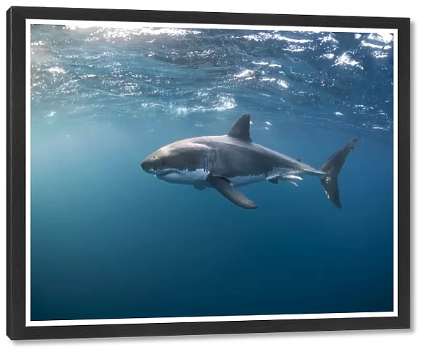 Great White Shark at the Surface