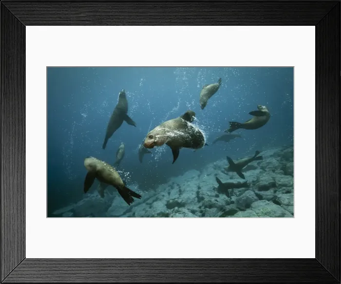 Framed Print : Australian Fur Seals, dog fight