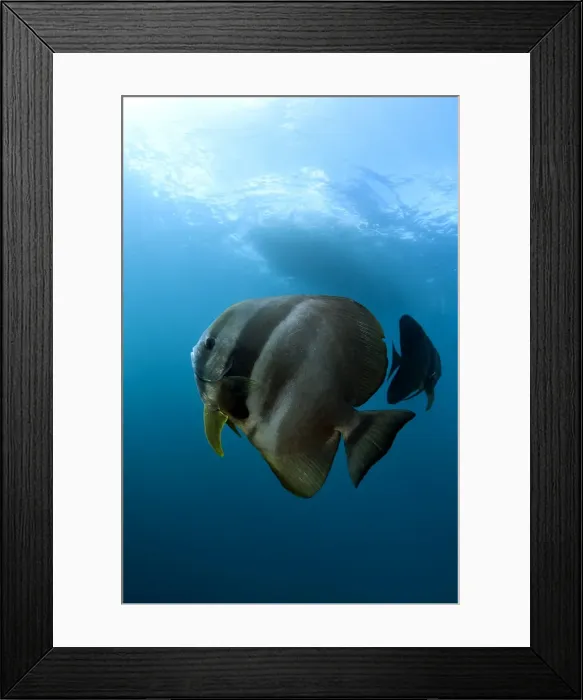 Framed Print : Pair of Batfish at Fish Rock Island Framed Print : Pair of Batfish at Fish Rock Island