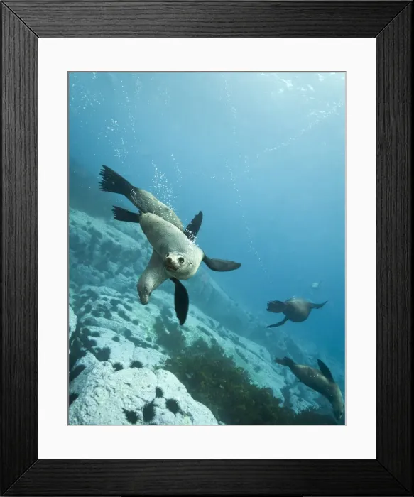 Framed Print : Australian fur seals
