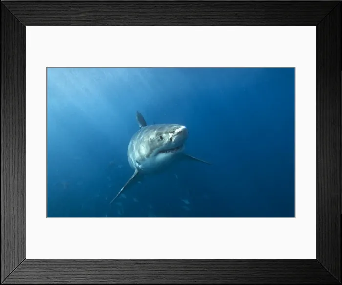 Framed Print : Great white shark in South Australia Framed Print : Great white shark in South Australia