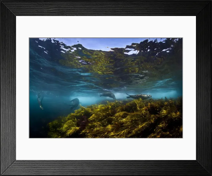 Framed Print : Australian fur seals playing in the sea grass Framed Print : Australian fur seals playing in the sea grass