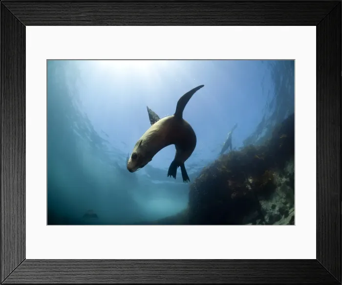 Framed Print : Australian fur seal with sun burst Framed Print : Australian fur seal with sun burst