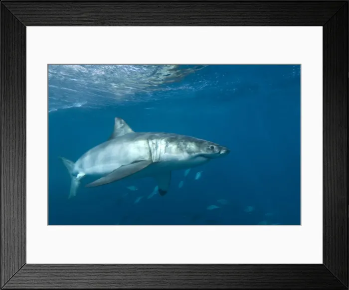 Framed Print : Great white shark Framed Print : Great white shark