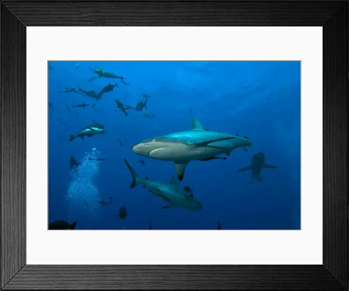 Framed Print : Shark feed Scuba Diving Framed Print : Shark feed Scuba Diving