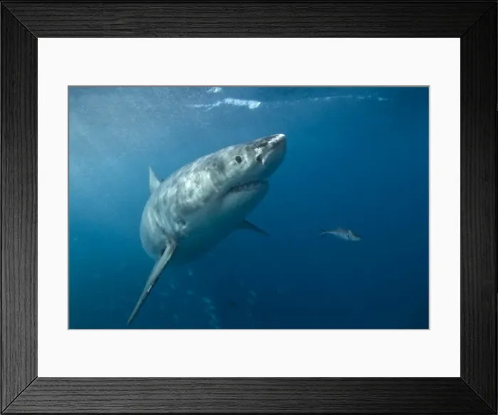 Framed Print : Great white shark