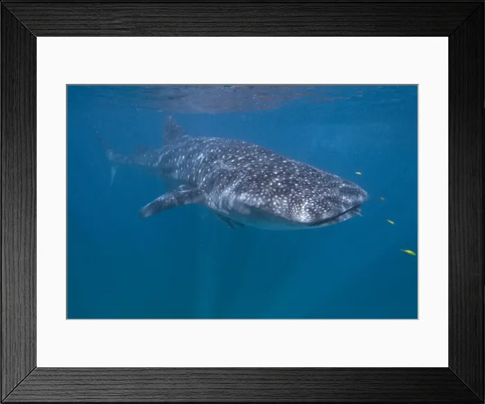 Framed Print : Whale shark in western Australia, Ningaloo
