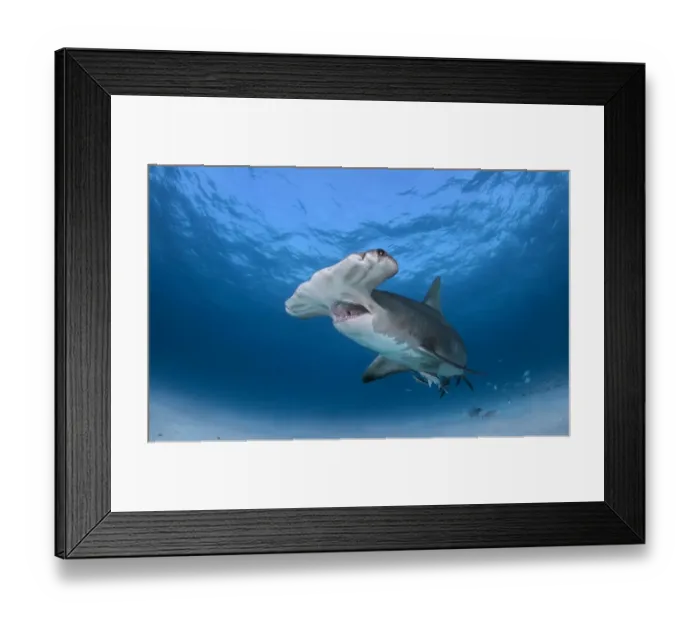 Framed Print : Great hammerhead shark with jaws open Framed Print : Great hammerhead shark with jaws open