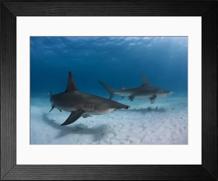 Framed Print : Pair of great hammerhead sharks Framed Print : Pair of great hammerhead sharks