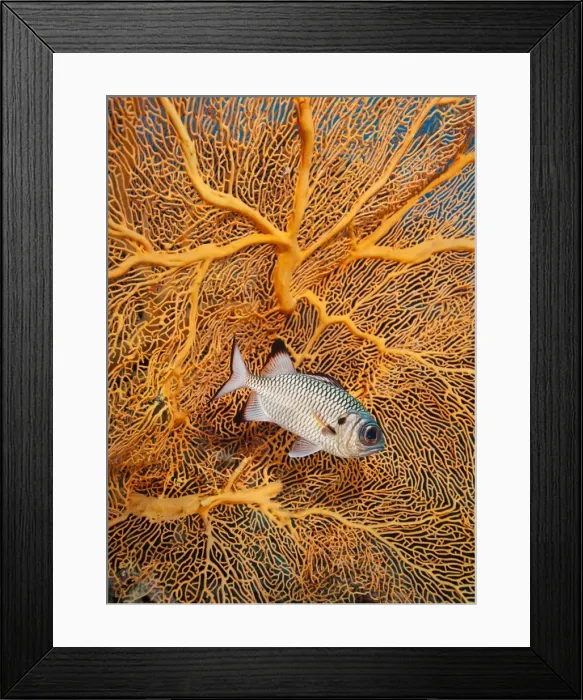 Framed Print : Big eye squirrel fish with fan coral in Palau Framed Print : Big eye squirrel fish with fan coral in Palau