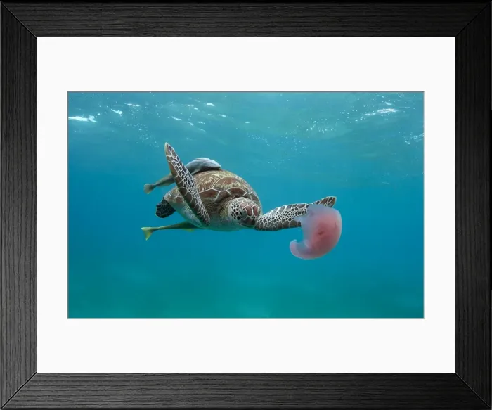 Framed Print : Turtle eating jellyfish Framed Print : Turtle eating jellyfish