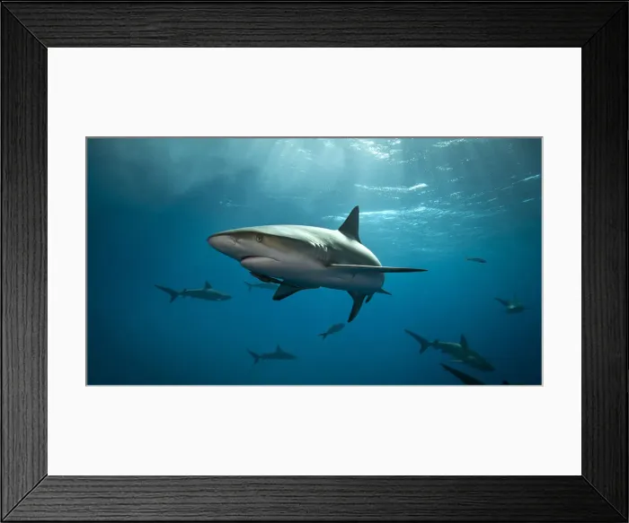 Framed Print : Caribbean Reef Shark in the Bahamas Framed Print : Caribbean Reef Shark in the Bahamas