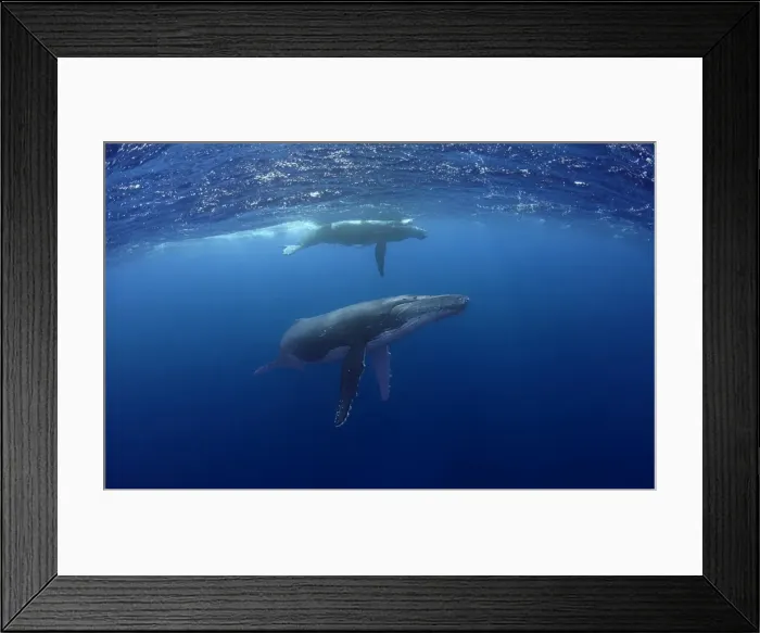 Framed Print : Humpback Whale with Calf